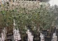 Victim Identified in Fatal Shooting Near Illegal Cannabis Grow in Northern California