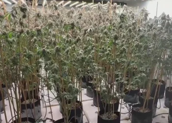 Victim Identified in Fatal Shooting Near Illegal Cannabis Grow in Northern California