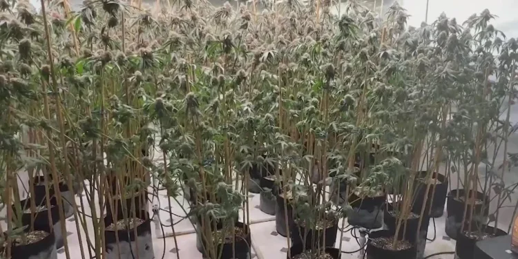 Victim Identified in Fatal Shooting Near Illegal Cannabis Grow in Northern California