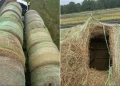 Alleged Human Smugglers Arrested in Texas After Hiding Migrants Inside Hollowed Hay Bales
