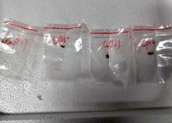 Chinese Couple Arrested for Smuggling Dangerous Pathogen into U.S., Raising Agroterrorism Concerns